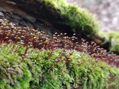Brachytheciastrum velutinum