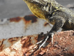 Sceloporus