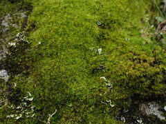 Amphidium californicum