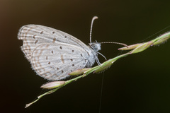 Zizula hylax pygmaea