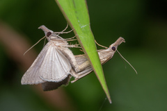 Hypena obacerralis