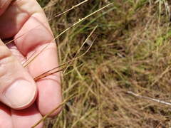 Schizachyrium tenerum