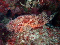 Scorpaena scrofa