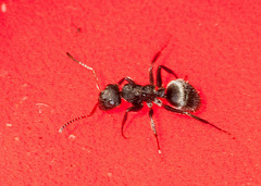 Camponotus mucronatus