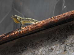 Sceloporus