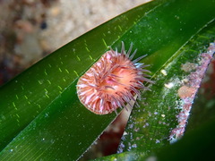 Paractinia striata