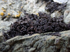 Blennothallia fecunda