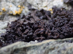 Blennothallia fecunda