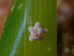 Asterina pancerii