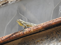 Sceloporus