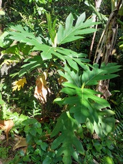 Artocarpus treculianus