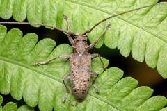 Acalolepta rusticatrix