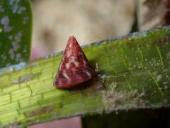 Jujubinus exasperatus