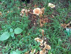 Fungi