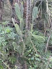 Opuntia cochenillifera
