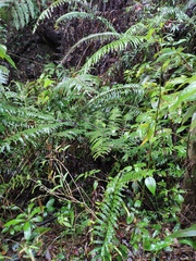 Angiopteris fokiensis