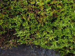 Homalothecium aureum