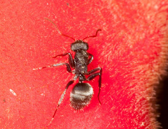 Camponotus mucronatus