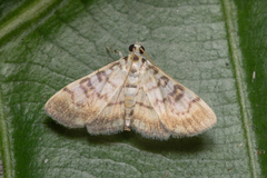 Tabidia
