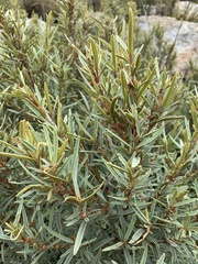 Grubbia tomentosa
