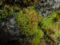 Vinealobryum vineale