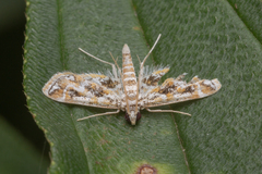 Parapoynx diminutalis