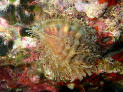 Monoplex parthenopeus