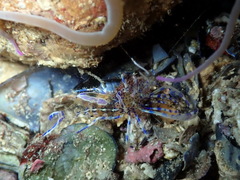 Periclimenes aegylios