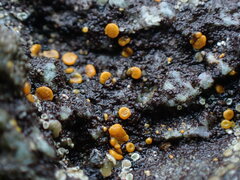 Polycauliona luteominia