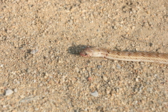 Oligodon taeniolatus