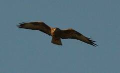 Buteo rufinus cirtensis