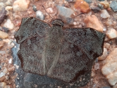Antigonus erosus