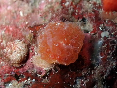 Aplidium