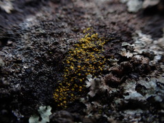 Polycauliona luteominia