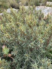 Grubbia tomentosa