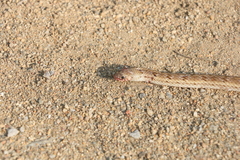 Oligodon taeniolatus