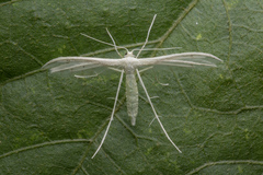 Pterophorus lacteipennis