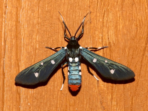 Polka-Dot Wasp Moth