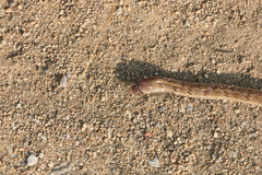 Oligodon taeniolatus