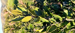 Rhus integrifolia