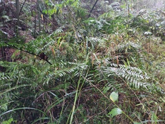 Angiopteris fokiensis