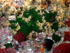 Palmophyllum crassum