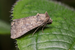 Condica illecta