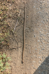 Oligodon taeniolatus