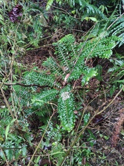 Angiopteris fokiensis