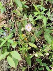 Ampelaster carolinianus