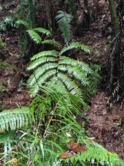 Angiopteris fokiensis