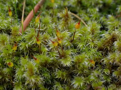 Racomitrium elongatum