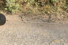 Oligodon taeniolatus