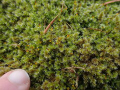 Racomitrium elongatum